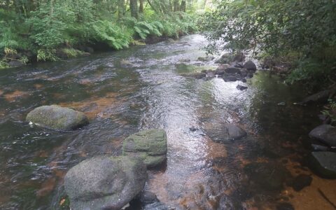 Rivière L'Ellé 2024 n°2